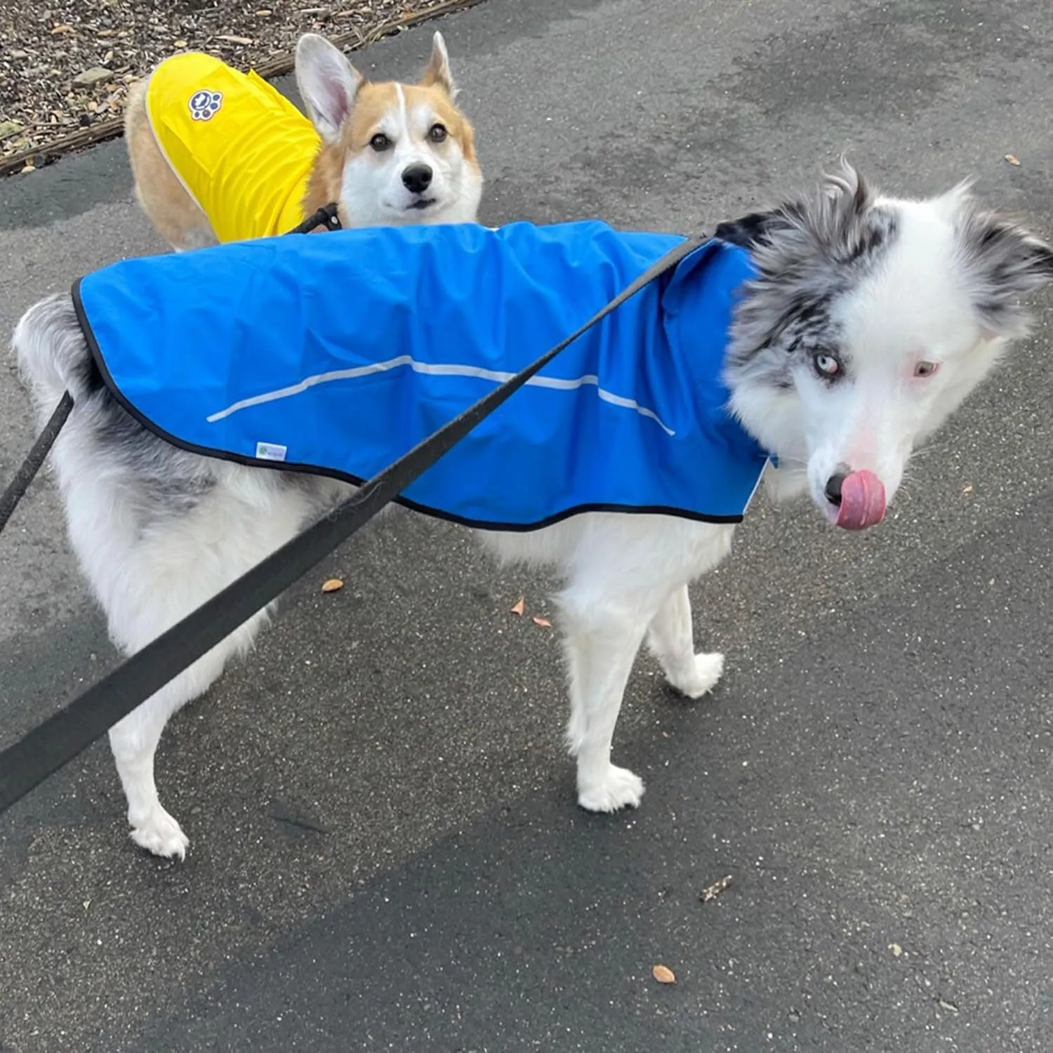 Mile High Life Dog Raincoat, Adjustable Waterproof Reflective Rain Jacket for Small Medium Large Dogs, Lightweight Breathable Pet Rain Coat with Leash Hole(Blue,XXS Chest 16-19")